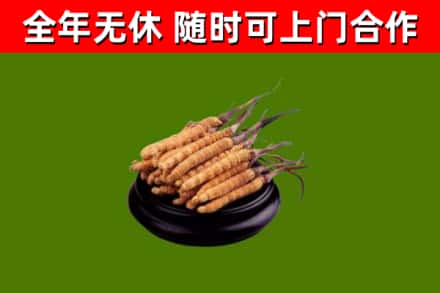 赣县烟酒回收冬虫夏草.jpg