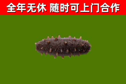 赣县烟酒回收干海参.jpg